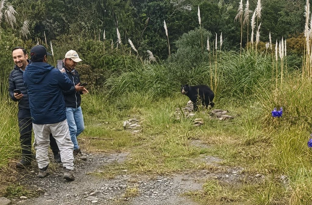 Avistamiento de osos de anteojos de vía Gualaceo – Limón. Este corredor vial atraviesa por algunas áreas naturales protegidas.