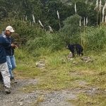 Avistamiento de osos de anteojos de vía Gualaceo – Limón. Este corredor vial atraviesa por algunas áreas naturales protegidas.