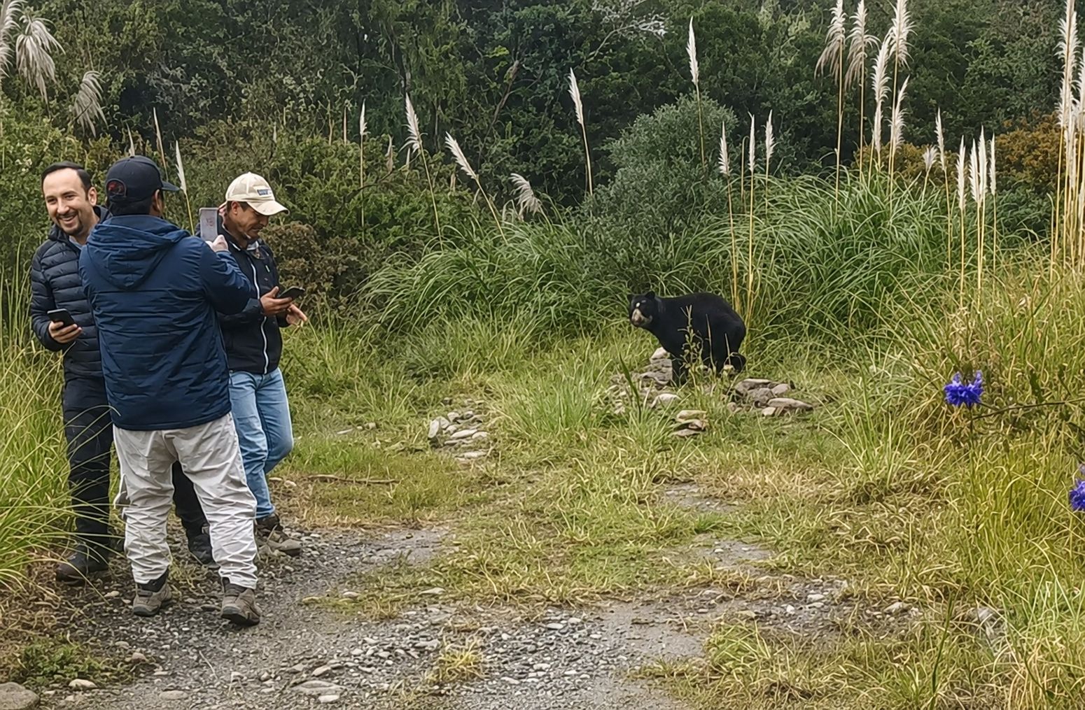 Avistamiento de osos de anteojos de vía Gualaceo – Limón. Este corredor vial atraviesa por algunas áreas naturales protegidas.