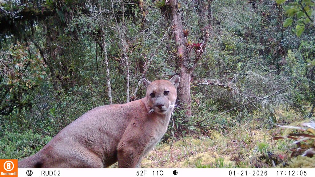 Uno de los llamativos y más recientes avistamientos es del puma concolor, una especie que beneficia el equilibrio ecológico. /Cortesía