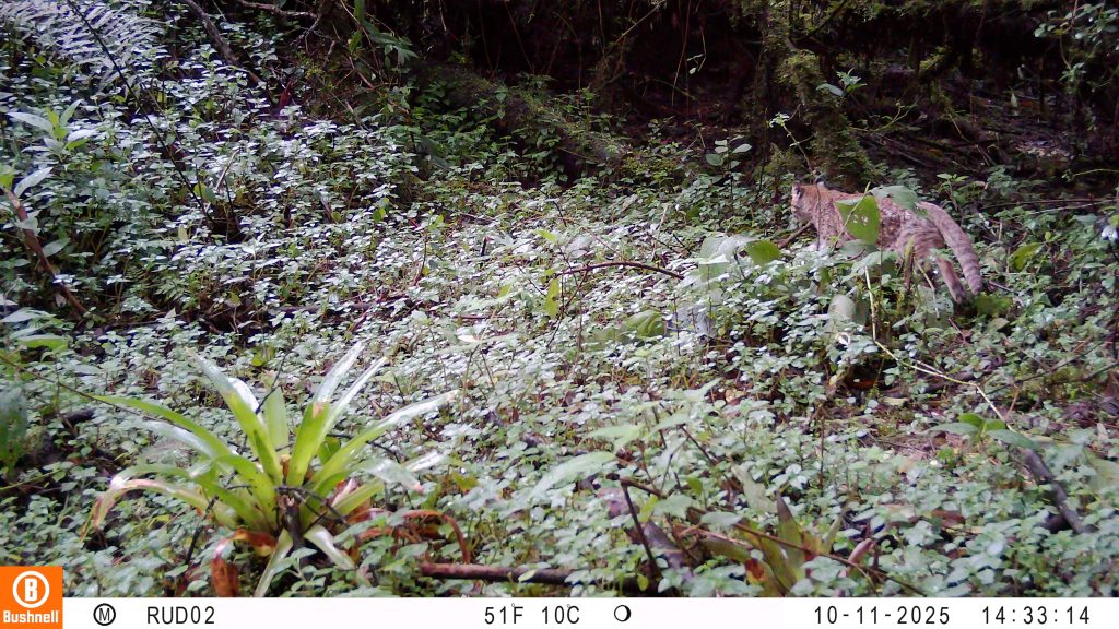 El leopardus garleppi es otra de las especies de felinos andinos que habitan en las zonas altas de Baños. /Cortesía