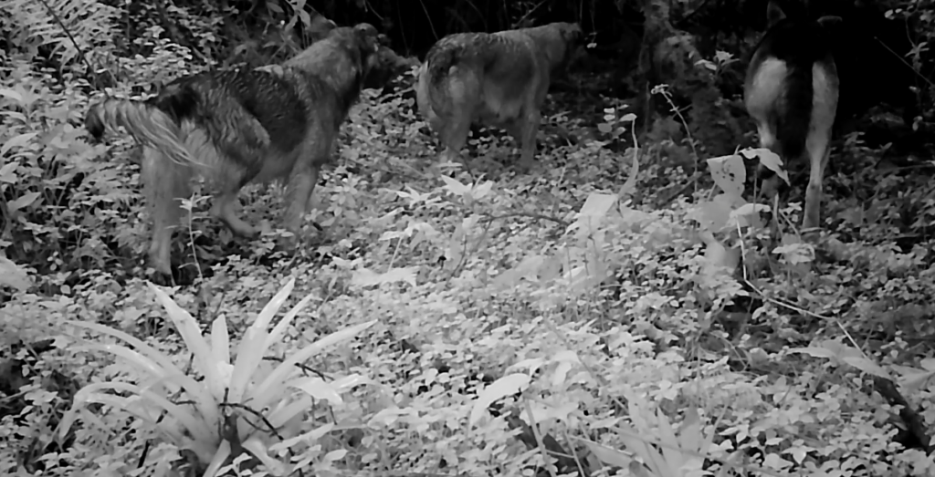Las cámaras de monitoreo han detectado manadas de perros ferales que han sido abandonados y que generan un impacto al ecosistema. La Junta busca mecanismos para ayudarlos y no eliminarlos. /Cortesía