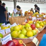 El festival de la manzana en Bulán, cantón Paute, llega a su octava edición este sábado 8 de mayo de 2026. /Cortesía