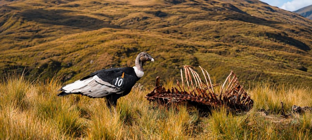 Cóndor Andino Ecuador