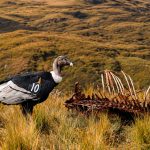 Cóndor Andino Ecuador