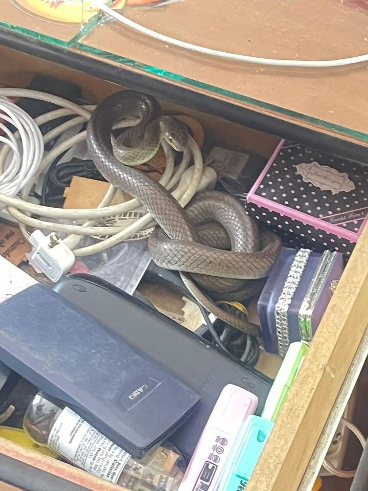 Un equipo del Cuerpo de Bomberos de Girón cumplió el rescate de una culebra que apareció dentro de una vivienda en Girón.