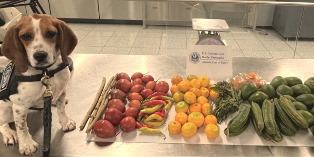 Can descubrió productos prohibidos de Ecuador en aeropuerto de Atlanta. Fueron decomisados y destruidos.