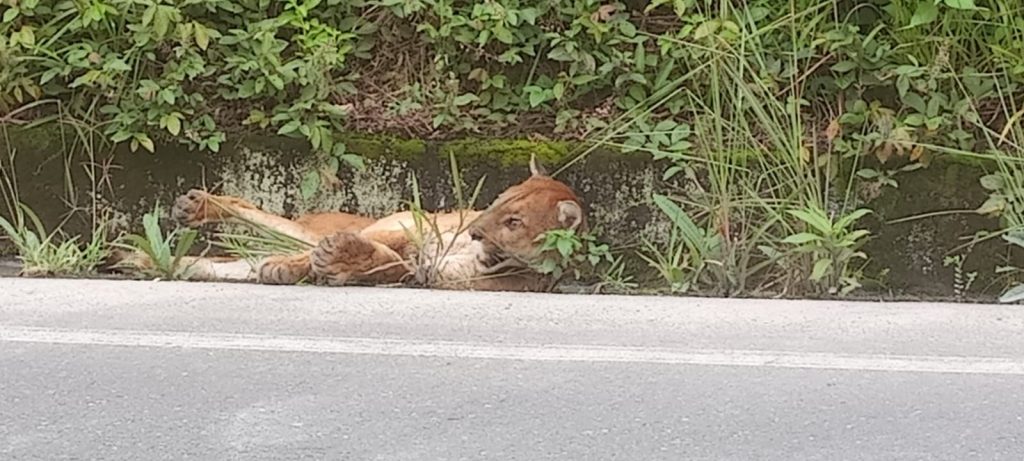 El atropello y muerte de un puma en la vía Gualaceo – Plan de Milagro – Limón, según expertos, evidencia la necesidad de un plan para proteger a los animales silvestres