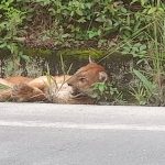 El atropello y muerte de un puma en la vía Gualaceo – Plan de Milagro – Limón, según expertos, evidencia la necesidad de un plan para proteger a los animales silvestres