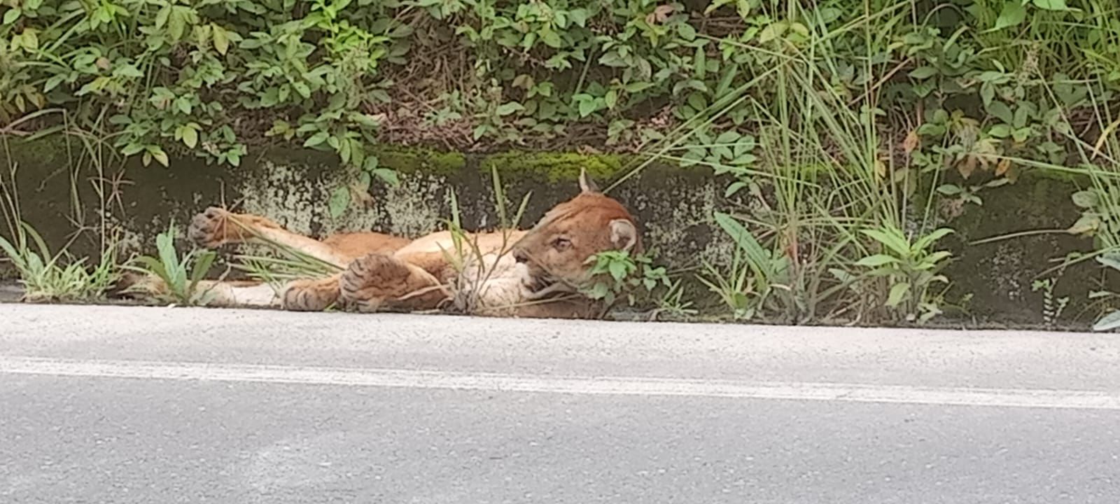 El atropello y muerte de un puma en la vía Gualaceo – Plan de Milagro – Limón, según expertos, evidencia la necesidad de un plan para proteger a los animales silvestres