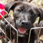 mascotas - adopción