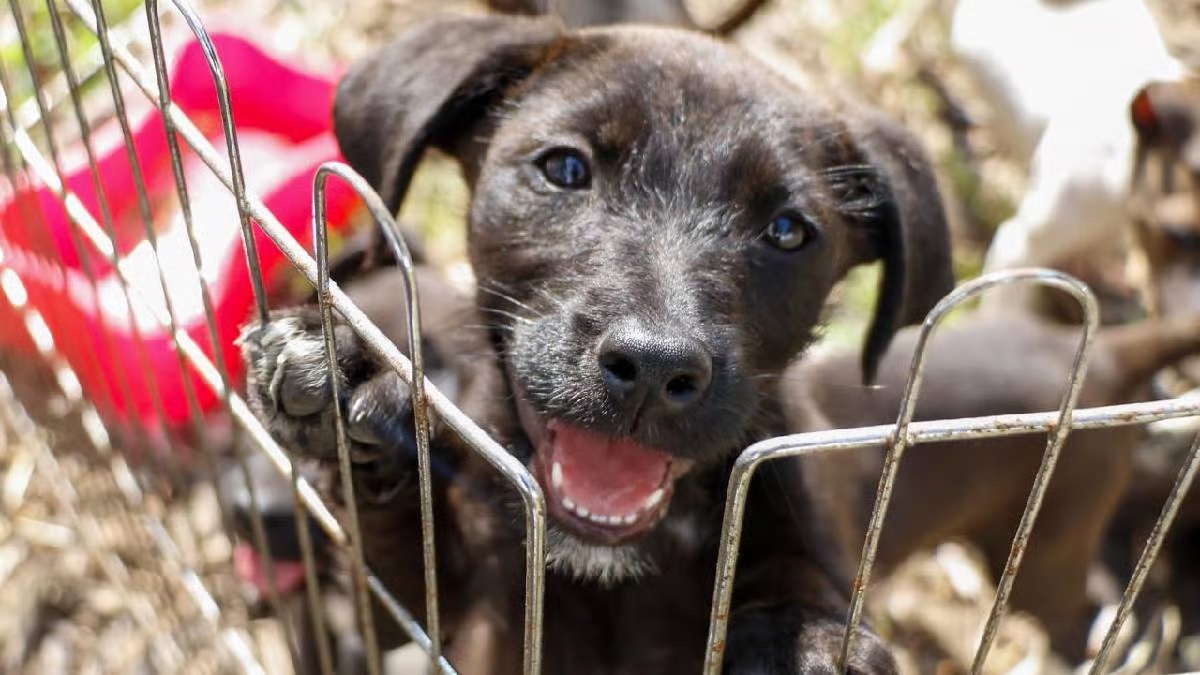 mascotas - adopción