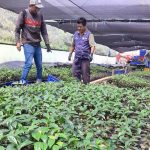 Plantas de café