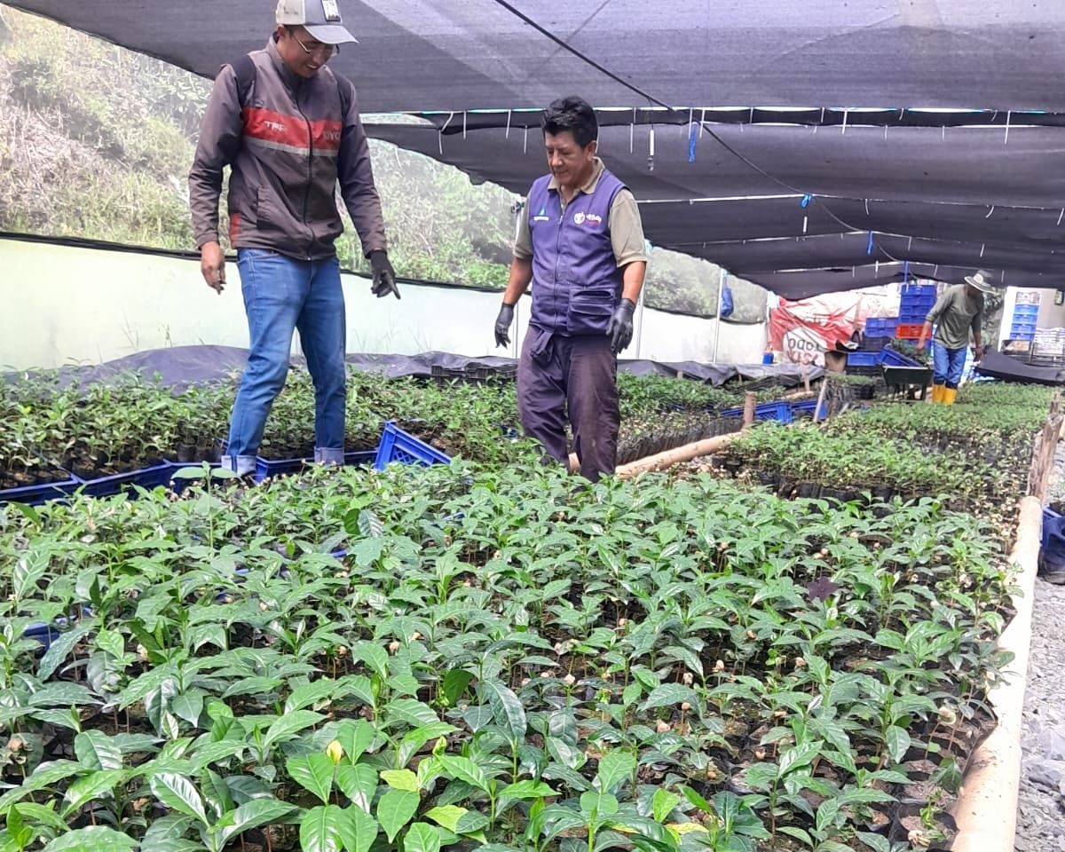 Plantas de café