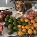 En aeropuerto de EE.UU decomisaron productos que llegaron de Ecuador. Era carne de cerdo, aguacates, maracuyá, tomates de árbol y una taza con frutas.