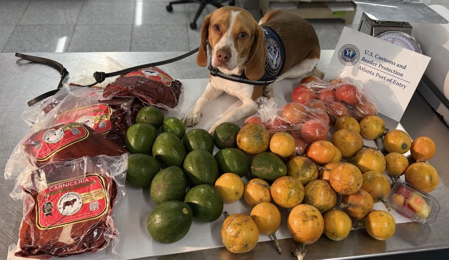 En aeropuerto de EE.UU decomisaron productos que llegaron de Ecuador. Era carne de cerdo, aguacates, maracuyá, tomates de árbol y una taza con frutas.