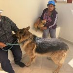 Esterilización de mascotas