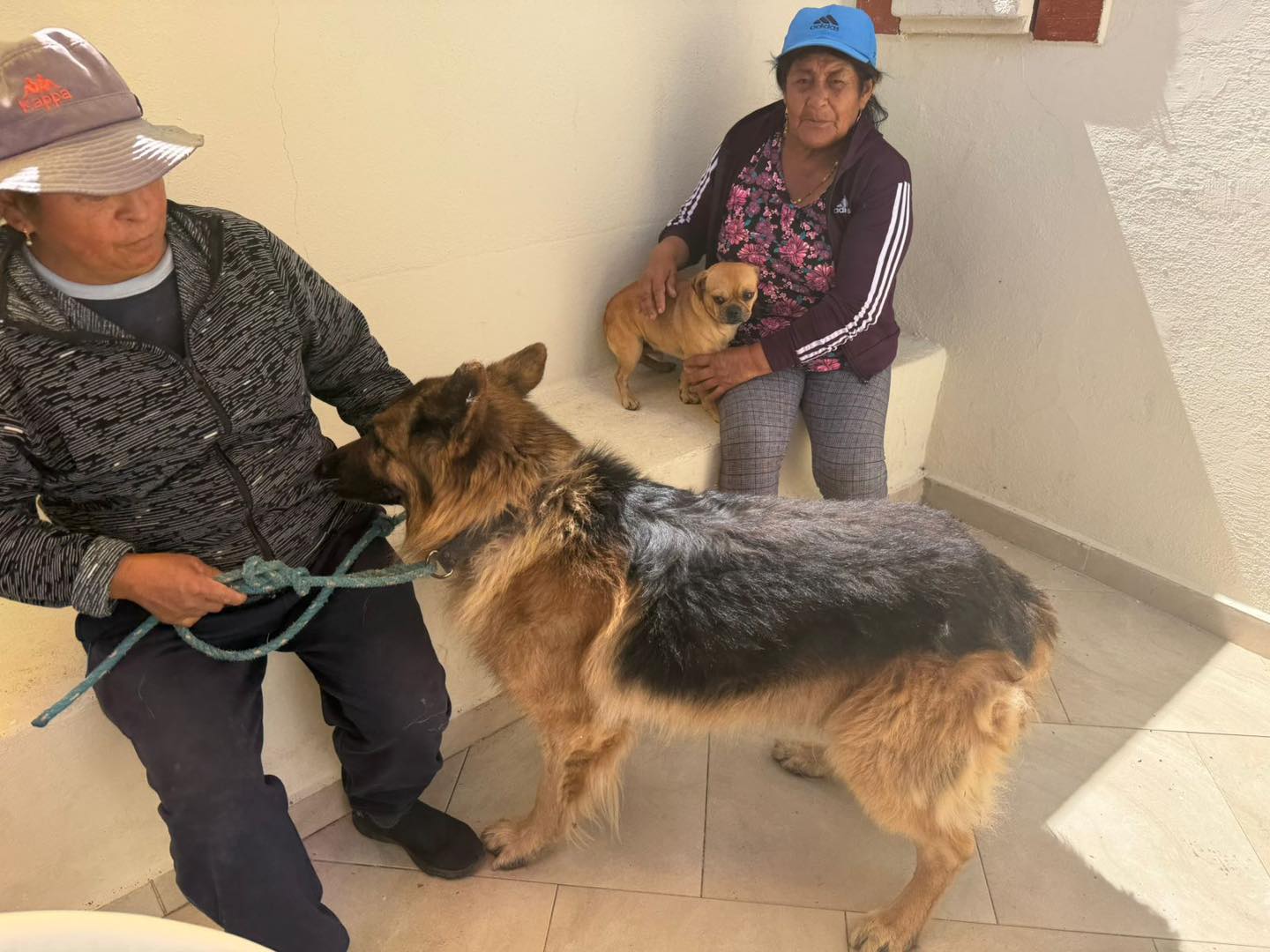Esterilización de mascotas