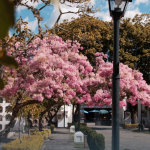 Los eventos por el Día del Padre se llevarán a cabo en el sector ‘B’ del Cementerio Patrimonial. /Cortesía
