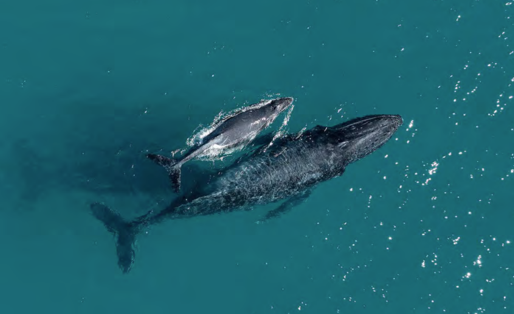 Hasta septiembre se vive en las costas ecuatorianas la temporada de avistamiento de ballenas jorobadas. /Cortesía