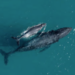 Hasta septiembre se vive en las costas ecuatorianas la temporada de avistamiento de ballenas jorobadas. /Cortesía