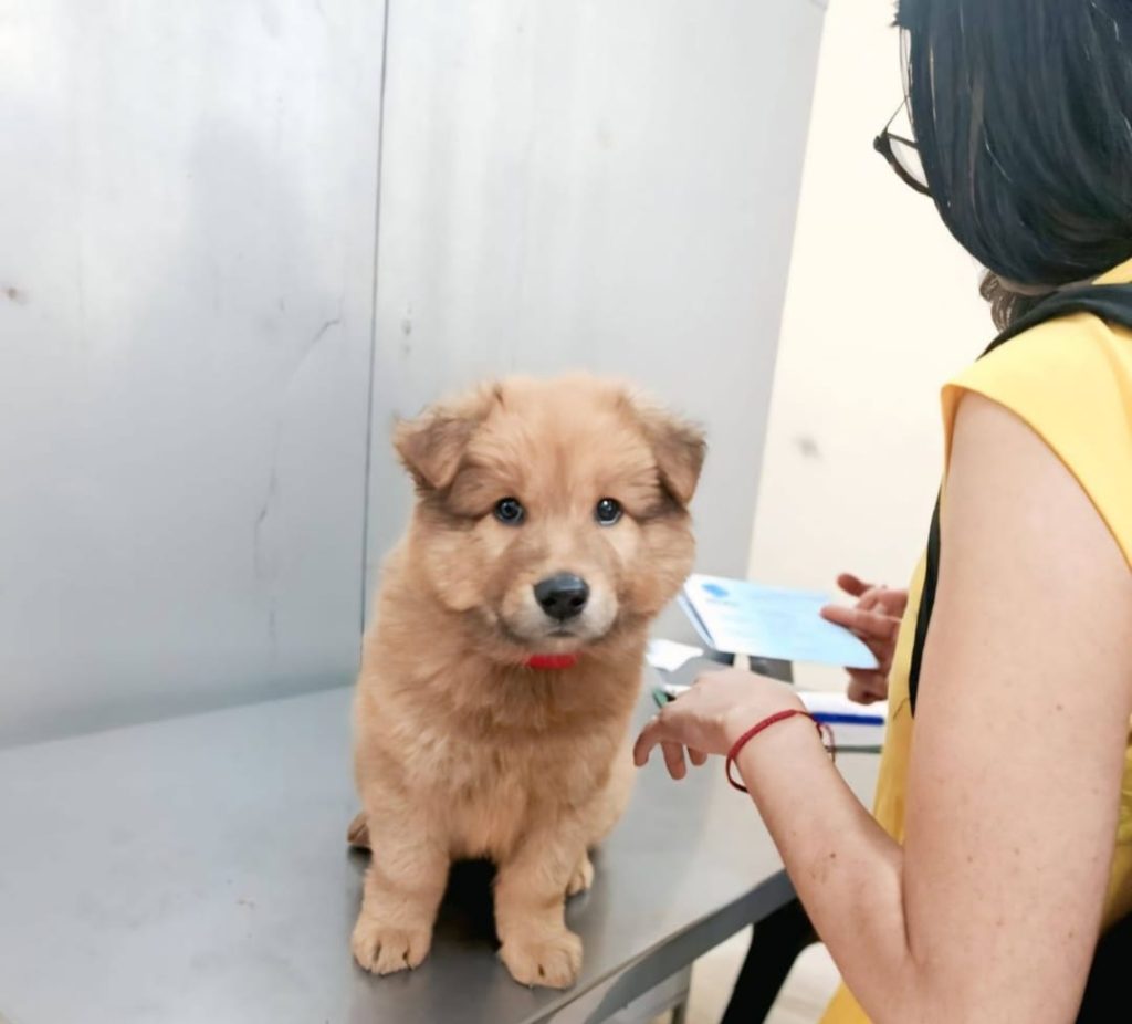 campaña - esterilización