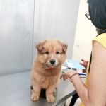 campaña - esterilización