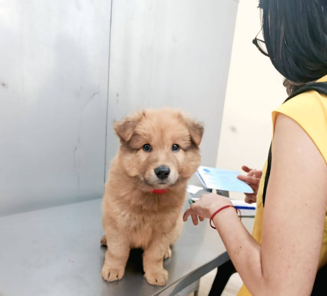 campaña - esterilización