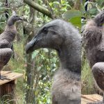 Kimsa, cóndor que vive en el Bioparque Amaru, cumplió un año de vida. /Cortesía
