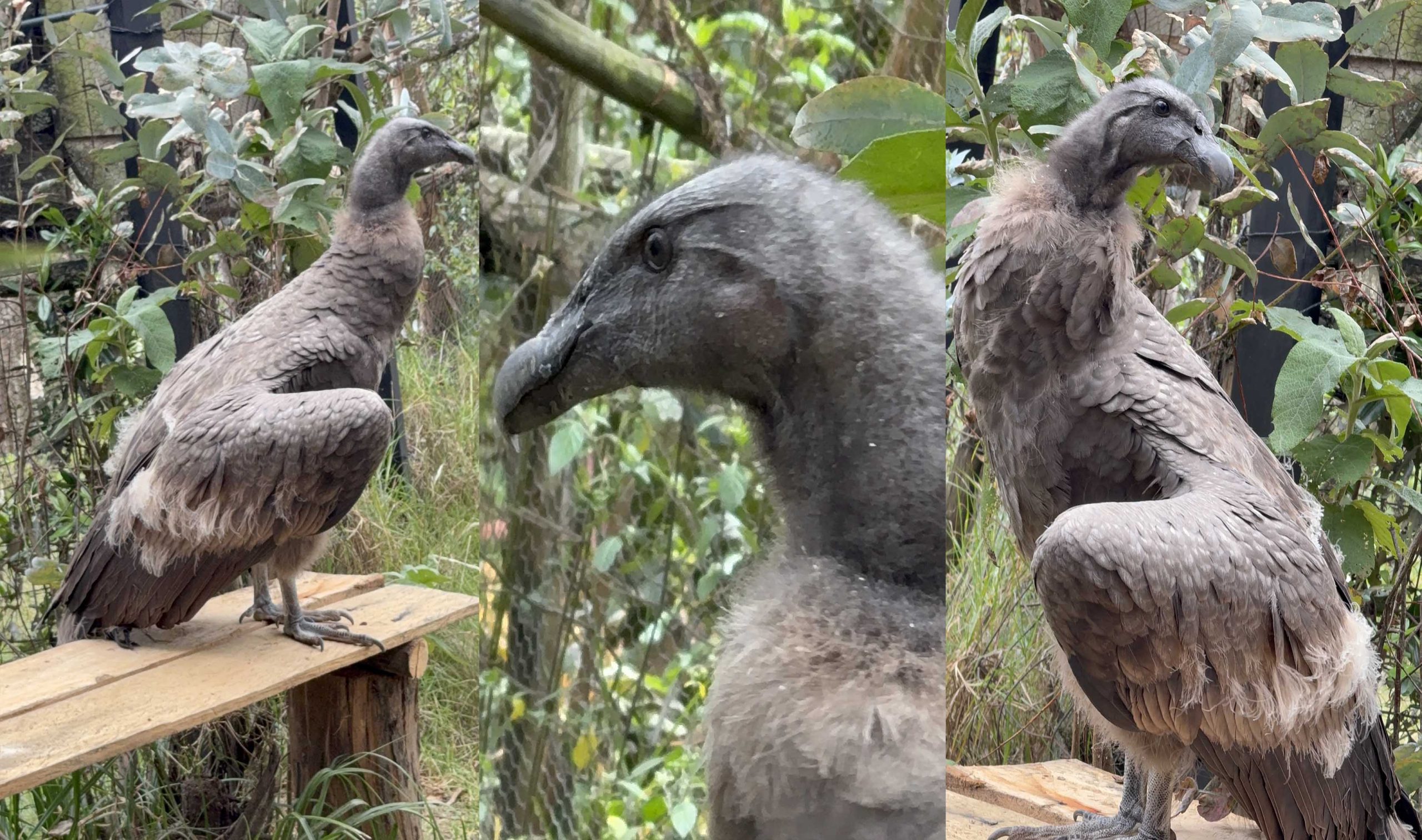 Kimsa, cóndor que vive en el Bioparque Amaru, cumplió un año de vida. /Cortesía