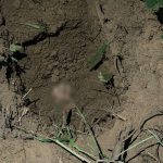 El personal militar hizo el hallazgo de fosas clandestinas con cuerpo enterrados, según información de las Fuerzas Armadas. /Cortesía