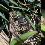 Investigadores registran por primera vez la presencia de la rana Hyloscirtus Tolkieni o de Torrente de río Negro, en Azuay. /Cortesía
