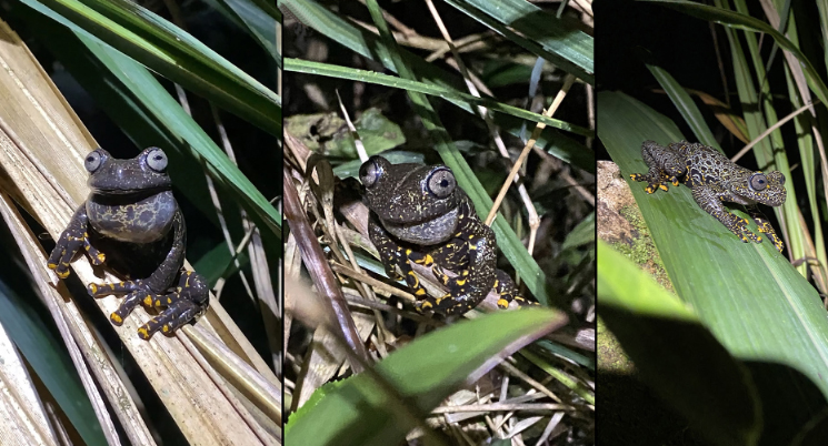 Investigadores registran por primera vez la presencia de la rana Hyloscirtus Tolkieni o de Torrente de río Negro, en Azuay. /Cortesía