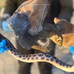 Una iguana y una boa fueron rescatadas por agentes de la UPMA en Azuay. /Cortesía