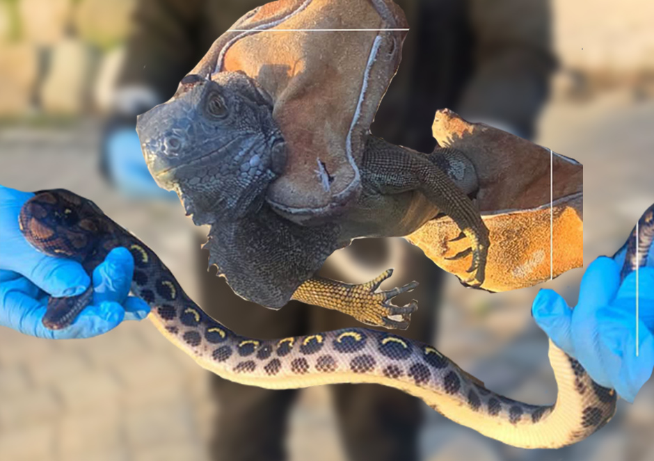 Una iguana y una boa fueron rescatadas por agentes de la UPMA en Azuay. /Cortesía