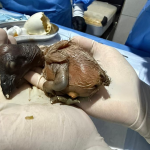 En el Bioparque Amaru se registró el nacimiento de la segunda pichona de cóndor andino criada mediante el Programa de Crianza Asistida. /Cortesía
