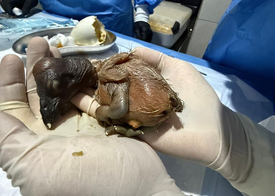 En el Bioparque Amaru se registró el nacimiento de la segunda pichona de cóndor andino criada mediante el Programa de Crianza Asistida. /Cortesía
