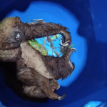 Un oso perezoso fue rescatado en el cantón Macas en la provincia de Morona Santiago. /Cortesía