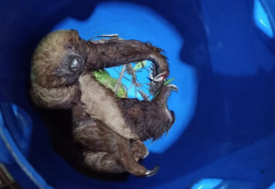 Un oso perezoso fue rescatado en el cantón Macas en la provincia de Morona Santiago. /Cortesía