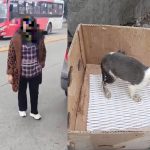 Una mujer abandonó a un cachorrito en el sector de la Feria Libre. Pese a recibir un llamado de atención, dejó al animalito que esta con problemas de salud. /Cortesía