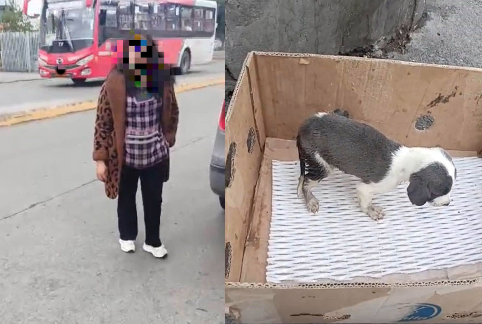 Una mujer abandonó a un cachorrito en el sector de la Feria Libre. Pese a recibir un llamado de atención, dejó al animalito que esta con problemas de salud. /Cortesía
