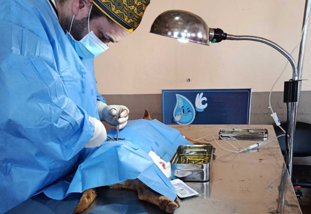 La CGA prevé al menos 9 campañas gratuitas de esterilización en parroquias rurales de Cuenca para agosto de 2026. /Cortesía
