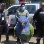 Un loro cabeciazul fue rescatado en Huzhil por agentes de la UPMA y entregado al Bioparque Amaru. /Cortesía