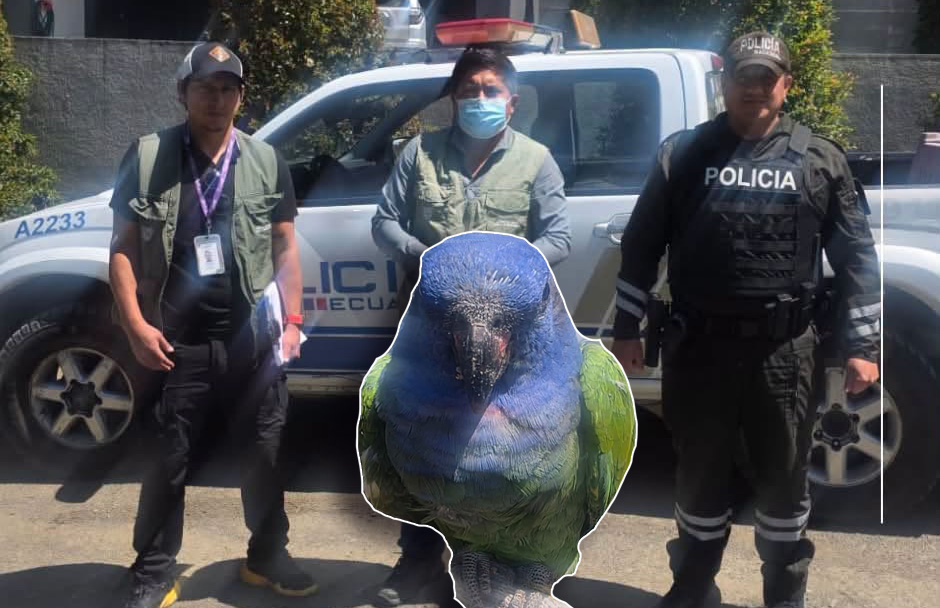 Un loro cabeciazul fue rescatado en Huzhil por agentes de la UPMA y entregado al Bioparque Amaru. /Cortesía
