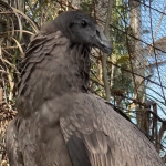 La primera cóndor nacida en el Bioparque Amaru emprende un nuevo viaje hacia el Centro de Rescate Ilitó, en la provincia de Cotopaxi, con fines de conservación. /Cortesía