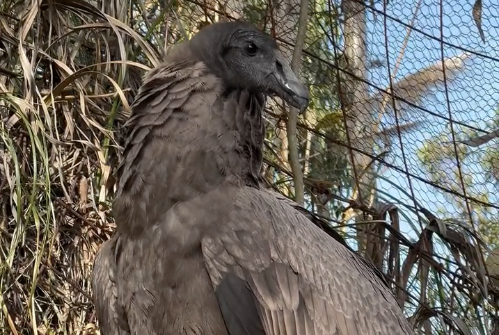 La primera cóndor nacida en el Bioparque Amaru emprende un nuevo viaje hacia el Centro de Rescate Ilitó, en la provincia de Cotopaxi, con fines de conservación. /Cortesía