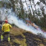 rebrote - incendio