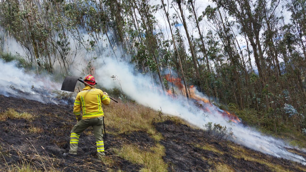 rebrote - incendio