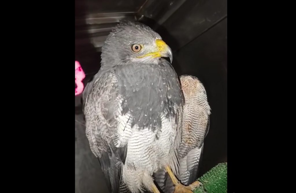 Un águila que fue rescatada, recuperada y liberada en abril de 2025 en Cuenca, falleció a causa de un disparo. /Cortesía