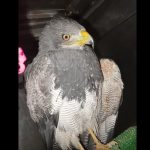 Un águila que fue rescatada, recuperada y liberada en abril de 2025 en Cuenca, falleció a causa de un disparo. /Cortesía